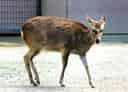 キュウシュウジカの写真 8